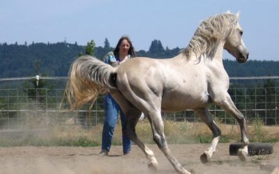Davenport Arabian Horses